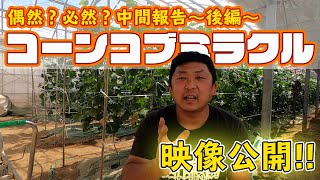 【土壌改良材】コーンコブミラクルは偶然？必然？映像公開