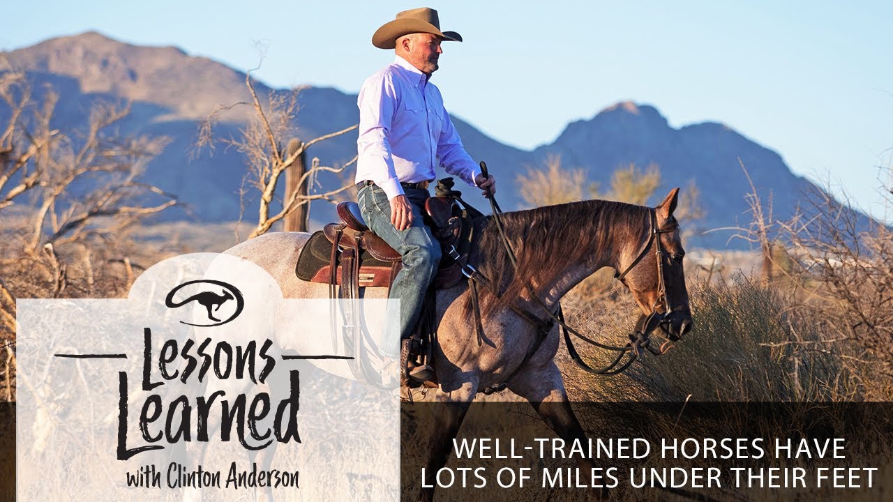 Well-Trained Horses Have Lots of Miles Under Their Feet - YouTube