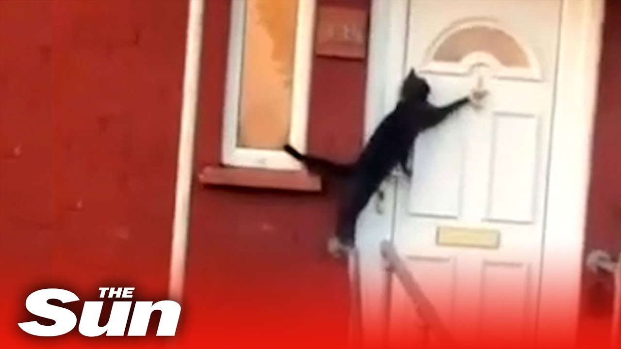 cat kicking door