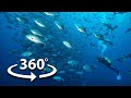 Vidéo 360˚ SOUS-MARINE de l'ÎLE DE COCOS