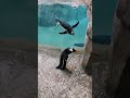 Kind Man Helps Penguin 