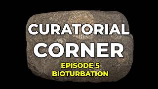Curatorial Corner, episode 5: BIOTURBATION