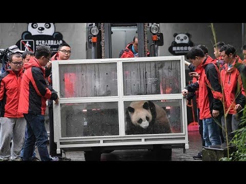Two giant pandas head to Russia for 15 year research project