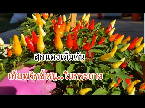 พริกขี้หนูสวน ในกระถาง"สุกแดงเต็มต้น" ได้เวลาเก็บเกี่ยวผลผลิต Harvesting hot chilli peppers in pot