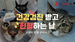 [한국고양이혈액센터] 헌혈 신청하면 해주는 무료 건강검진 수준이 ㄷㄷㄷ