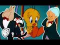 Looney Tunes en Latino | Rescatando a Piolín | WB Kids