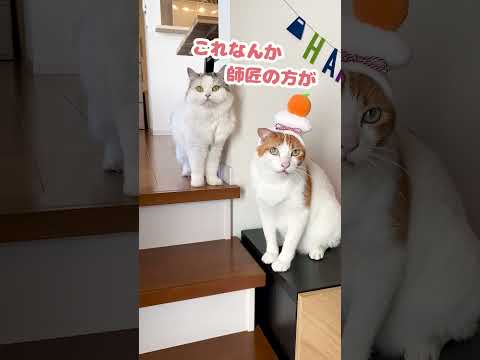 もしかしてやけど…ファン離れていくやつ？【おしゃべりする猫】 #Shorts