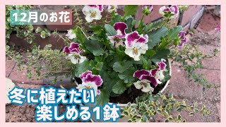 【ガーデニング】１鉢でおしゃれに魅せるビオラ・スーパーアリッサムの植え方【初心者向け】