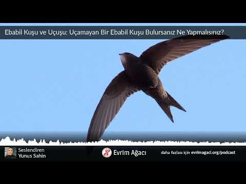 Ebabil Kuşu ve Uçuşu: Uçamayan Bir Ebabil Kuşu Bulursanız Ne Yapmalısınız?