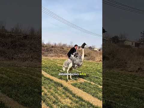 ركوب النعامة