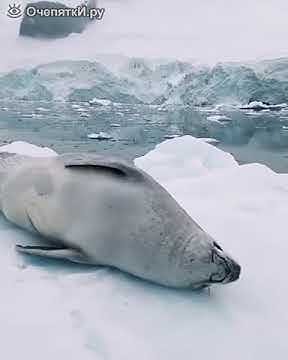 Веселый тюлень - YouTube