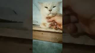 funny videos of cute cats at home