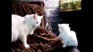 White Maine Coons: father and daughter by José entrena 92 views 9 years ago 1 minute, 12 seconds