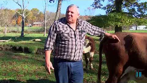 Animal Matters: A look into local farming
