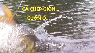 CÂU CÁ "CHÉP GIÒN" - CUỐN ĐÀN CHÉP GIÒN - "ĐÁY BÙN" XẢ LIÊN TỤC MỚI CÓ "TĂM" - PHÚC HÀ FISHING