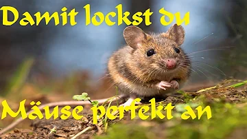 Wie kann man eine Maus aus ihrem Versteck locken?