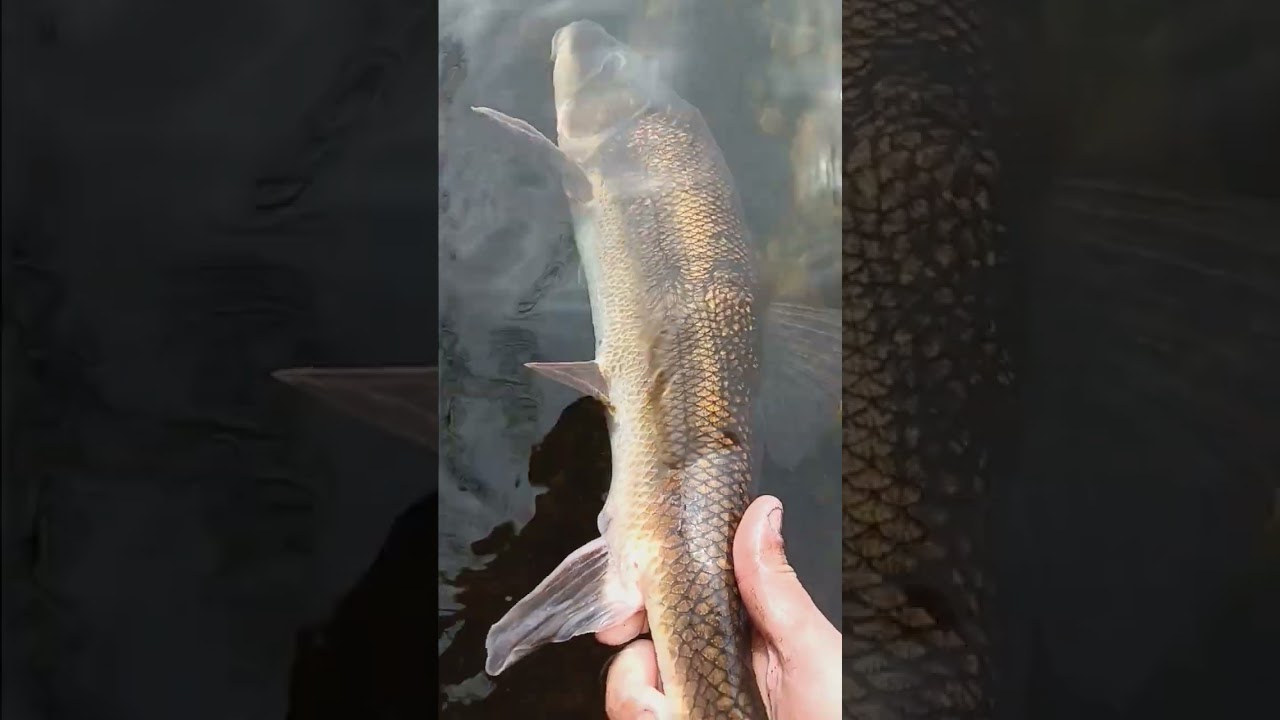 21" white suckerfish