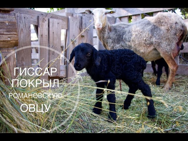 Dota ойынына арналған порно-арт