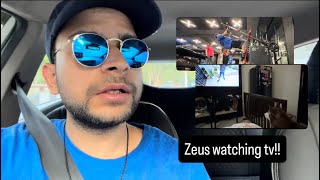 ZEUS WATCHING TV &amp; STRENGTH TRAINING!!