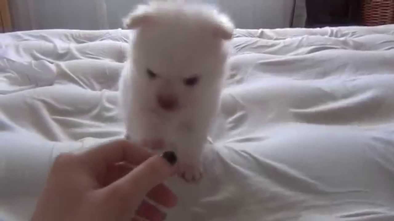 25 days old pomeranian puppies