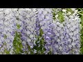 Tout savoir sur les glycines  puissantes lianes fleuries au parfum enchanteur