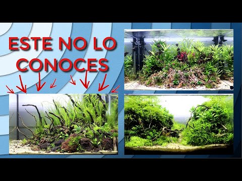 ASÍ ESTÁN MIS ACUARIOS 3 MESES DESPUÉS (EVOLUCIÓN) || AquaTips