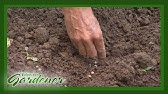 Sugar Snap Peas~A Homestead Dream Crop!