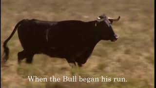The Run of the Golden Bull