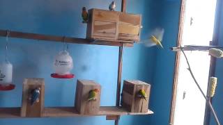 Macam Macam Jenis Burung Lovebird Lengkap Dengan Gambar