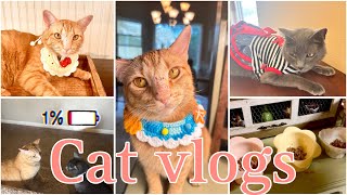 NEW CAT VLOG We enjoyed delicious Sushi |We model new outfits | Karen your feet smell like cheetos !