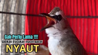 Download Lagu suara burung trucukan gacor NGALAS AMPUH ROPEL PANJANG pandai BIKIN burung trucuk gacor EMOSI MP3 Download Lagu suara burung trucukan gacor NGALAS AMPUH ROPEL PANJANG pandai BIKIN burung trucuk gacor EMOSI MP3