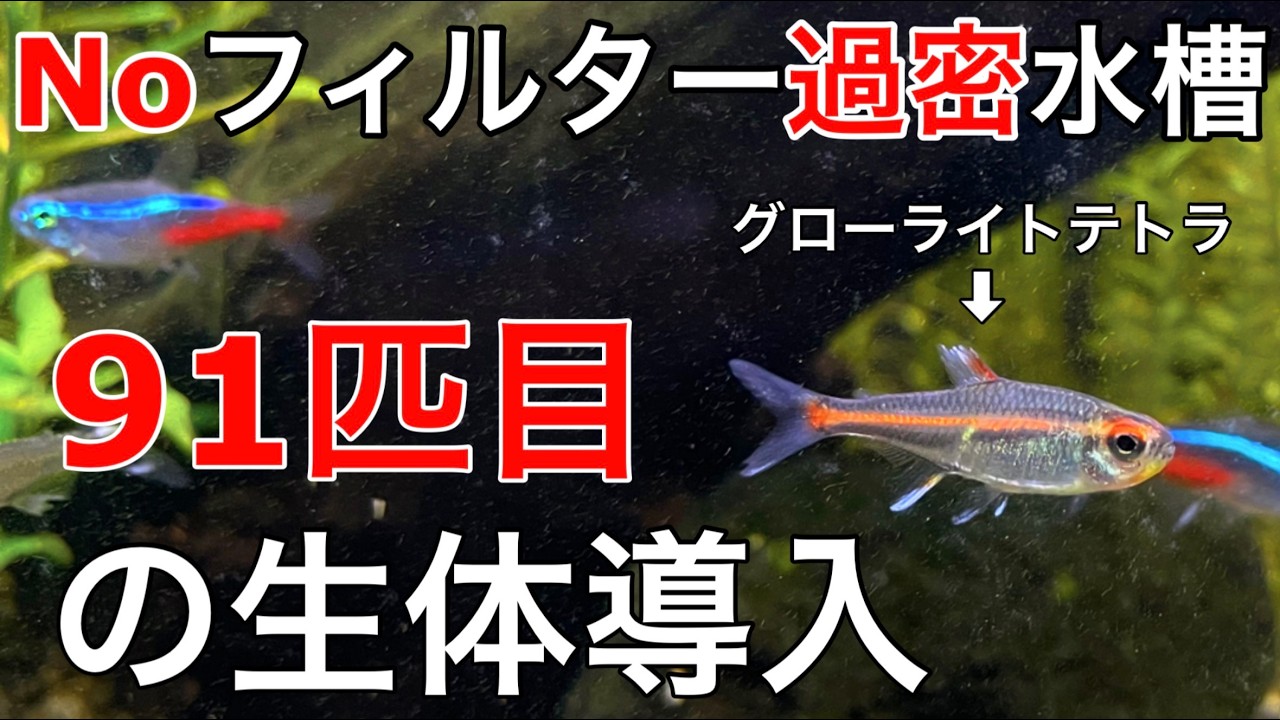 再募集 水槽5本 まとめて テトラ ひろびろワイドアクア50 | 水中生物用品・水槽用品 通販