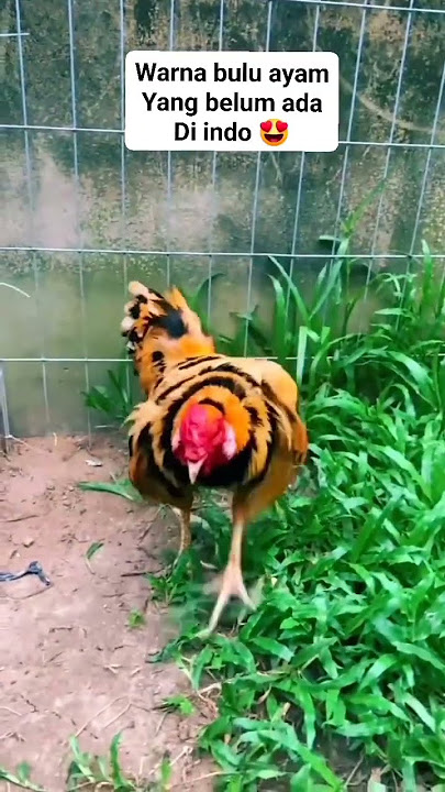 Warna unik mirip si belang harimau #shorts #chicken #rooster #story #ayam