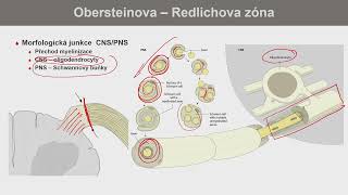 6. března 2024 - periferní a autonomní nervový systém, anatomie míšního nervu, anatomie periferního