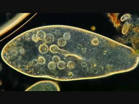 paramecium what do they eat paramecium what do they eat