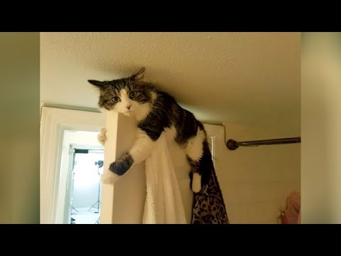 SPECIAL FUNNY CATS EDITION! ?