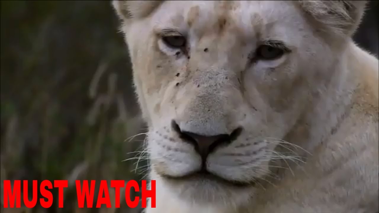 Lion Documentary Nat Geo 2020 National geographic Wild