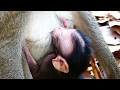 Newborn Have Milk A Lot Of While It's Mom Hungry Food | Cute Newborn & It's Mom