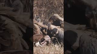 Scavengers LOVE a rotting carcass