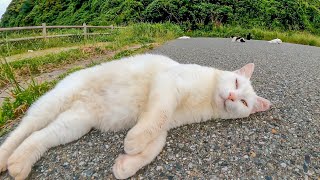 駐車場で出会った白猫ちゃん、撫でると足元に擦り寄ってきてカワイイ