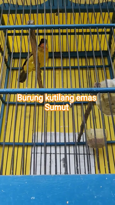 Sandang garigit togang prikitiw #kicaumania #kicaumanianusantara #mangkicauoffecial