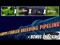 Guppy cross endler breeding pipeline projects  hybrid guppiesendlers  creating a new strain