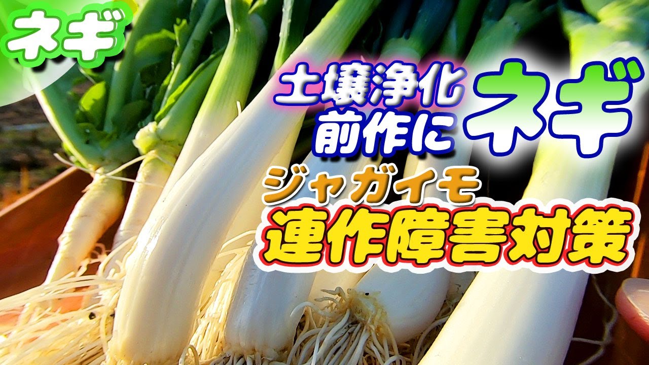 ジャガイモ連作障害防止策 ネギの種まき 収穫まで Youtube ジャガイモ連作障害防止策 ネギの種まき 収穫まで Youtube