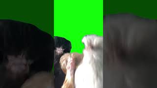 Dancing Chickens | Green Screen