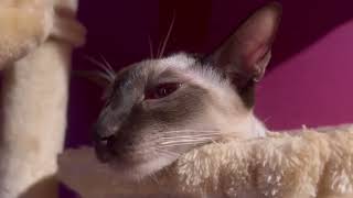 Siamese cats after dinner by 俺はシャムだ。I am a Siamese cat. 675 views 8 months ago 1 minute, 52 seconds