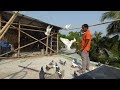 ক্ষুদার্ত কবুতরের কান্ড | Very Hungry Pigeons Flying Dance