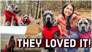 Taking My Corsos Camping - Living with a Cane Corso by Michelle Brasil 1,765 views 2 years ago 6 minutes, 13 seconds