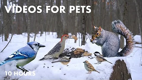 Watch the video about Woodpeckers, Black Squirrels and Forest Friends in the Snow - Cat TV for Pets to Watch - Feb 5, 2024