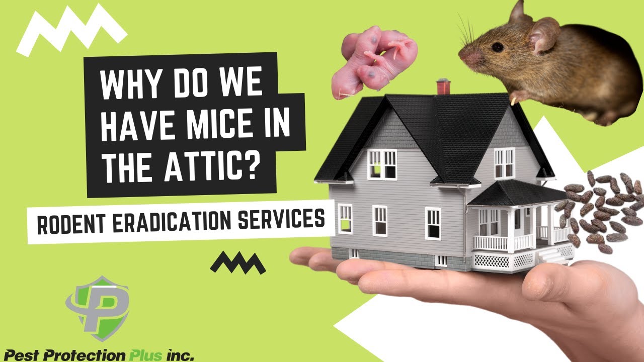 Mouse in the Attic - How to Get Rid of Mice In the Attic