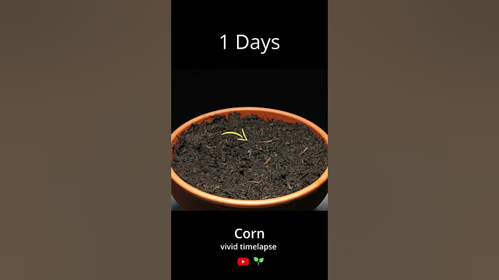 I planted a corn seed | time lapse
